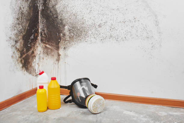 Best White Mold Remediation in Clarkston Heights Vineland, WA