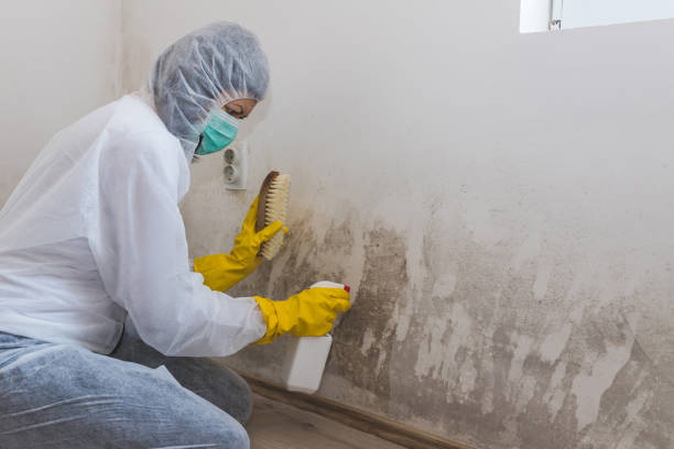 Best Attic Mold Remediation in Clarkston Heights Vineland, WA