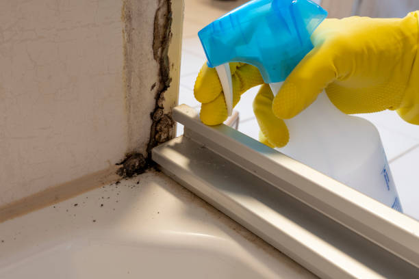 Best Insurance-Related Mold Remediation in Clarkston Heights Vineland, WA