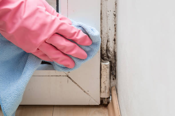 Best Black Mold Remediation in Clarkston Heights Vineland, WA