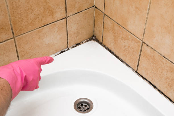 Best Localized Mold Remediation (e.g., coastal areas, humid climates) in Clarkston Heights Vineland, WA